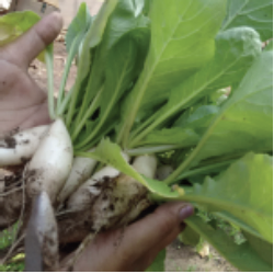 radish grown using organic farming organic radish